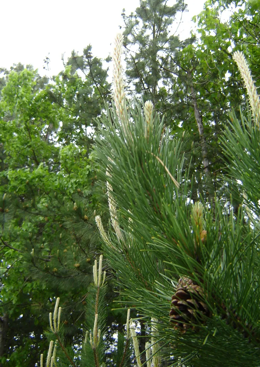 Austrian Pine (Pinus nigra) — This hardy species prefers full sun and adapts to various soil types; with a spread ranging from 20 to 40 feet