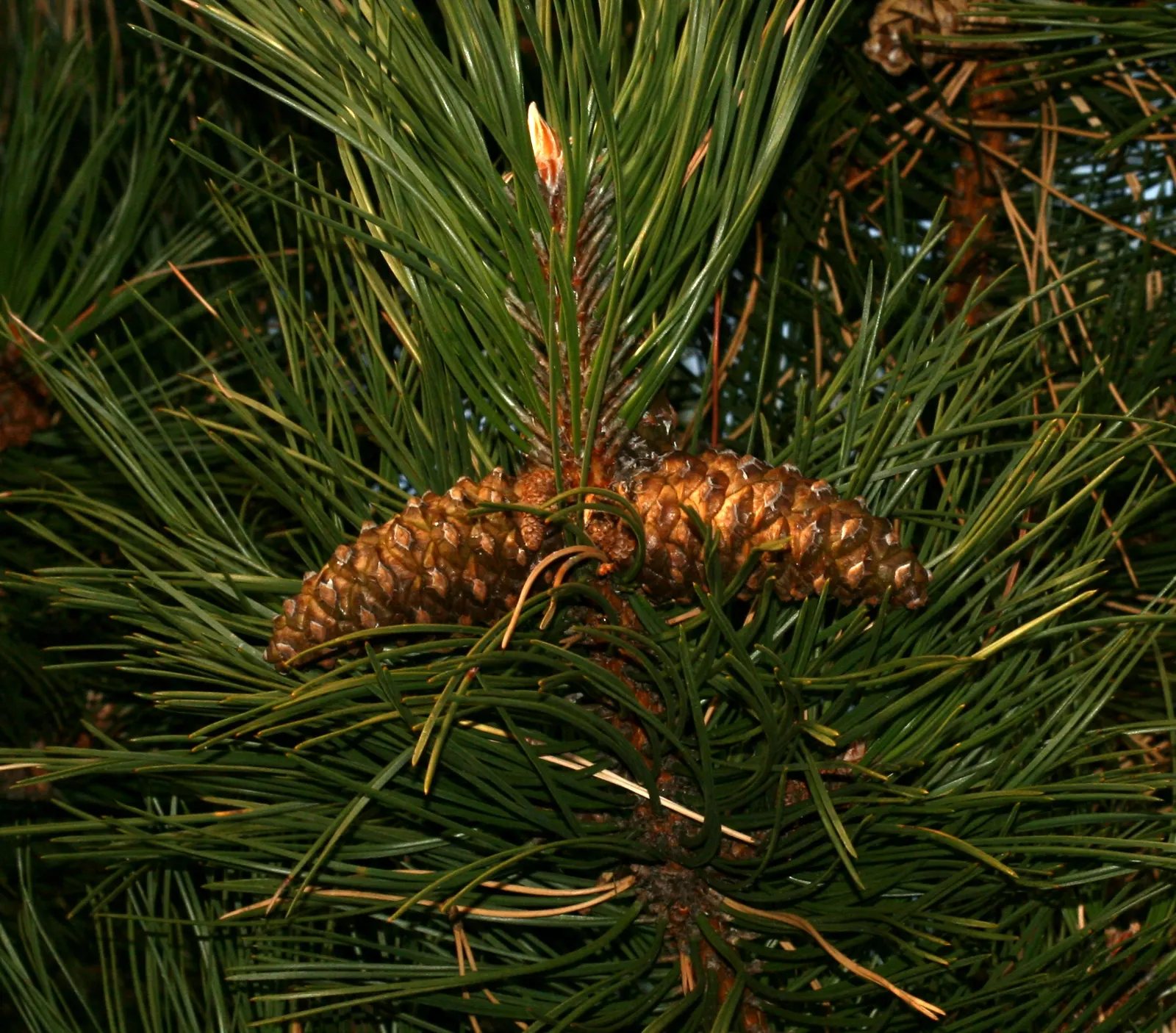 Austrian Pine (Pinus nigra) — conifer / tree for full; in addition to its aesthetic appeal, image 63