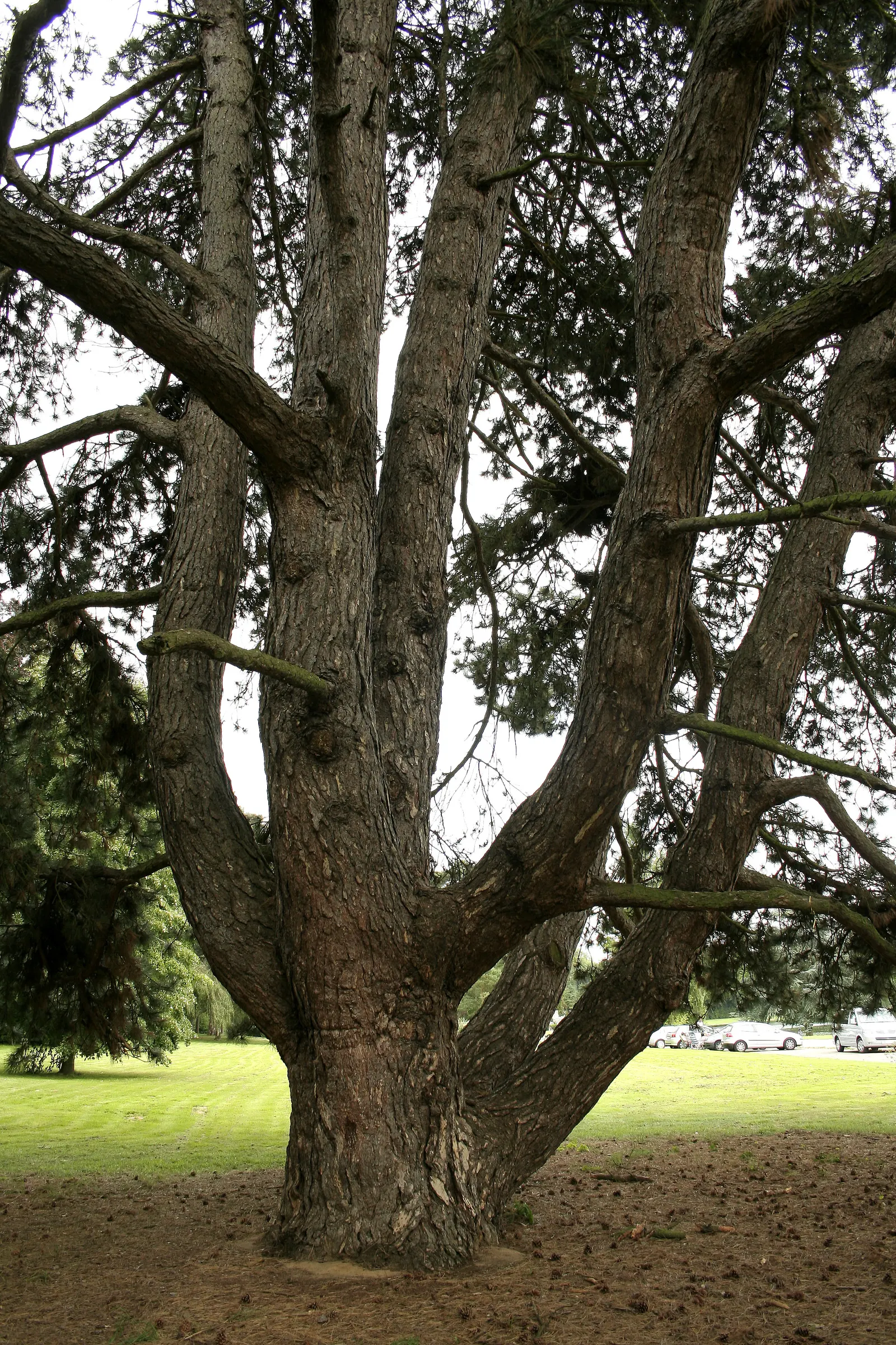 Austrian Pine (Pinus nigra) — dark green needles grow in pairs and are notably stiff and sharp