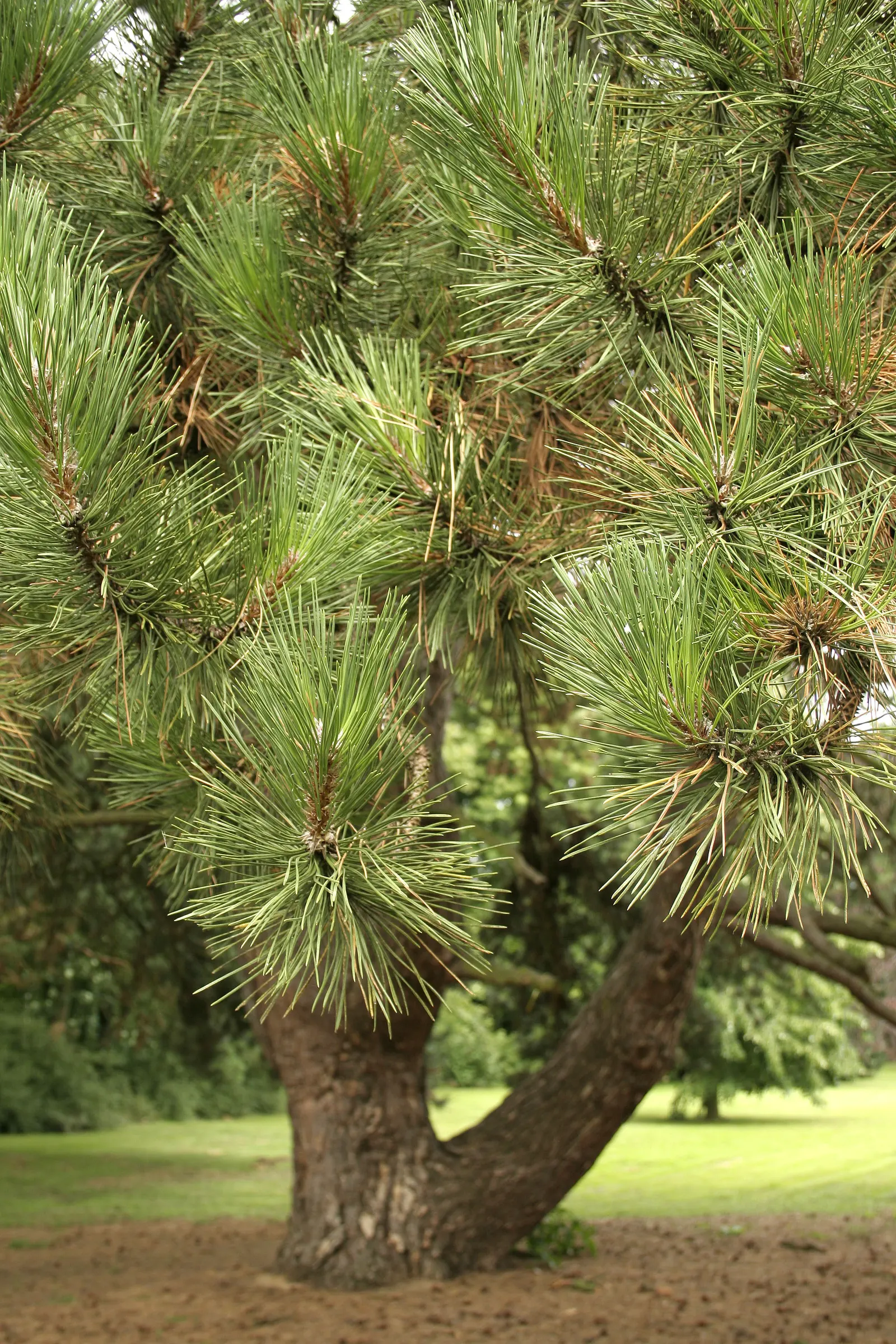 Austrian Pine (Pinus nigra) — offering both visual and noise barriers.<br><br>When incorporating the Austrian Pine into landscape designs; with a spread
