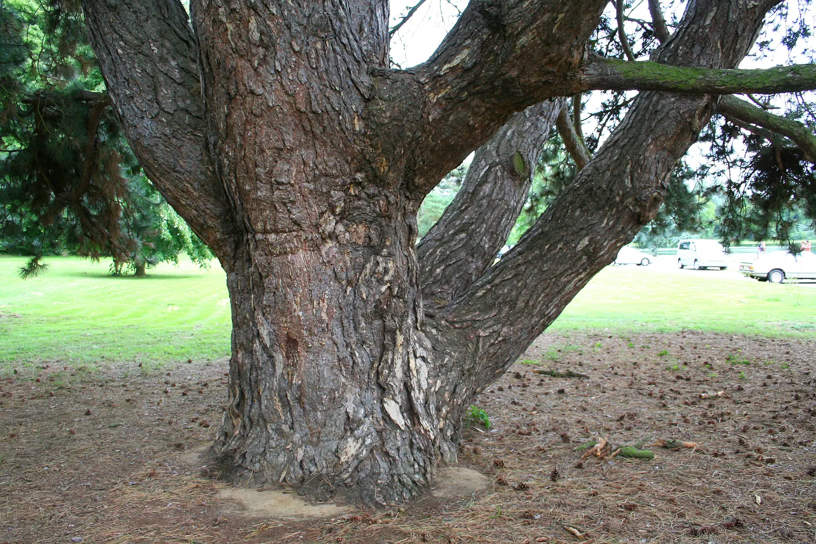 Austrian Pine (Pinus nigra) — with a spread ranging from 20 to 40 feet