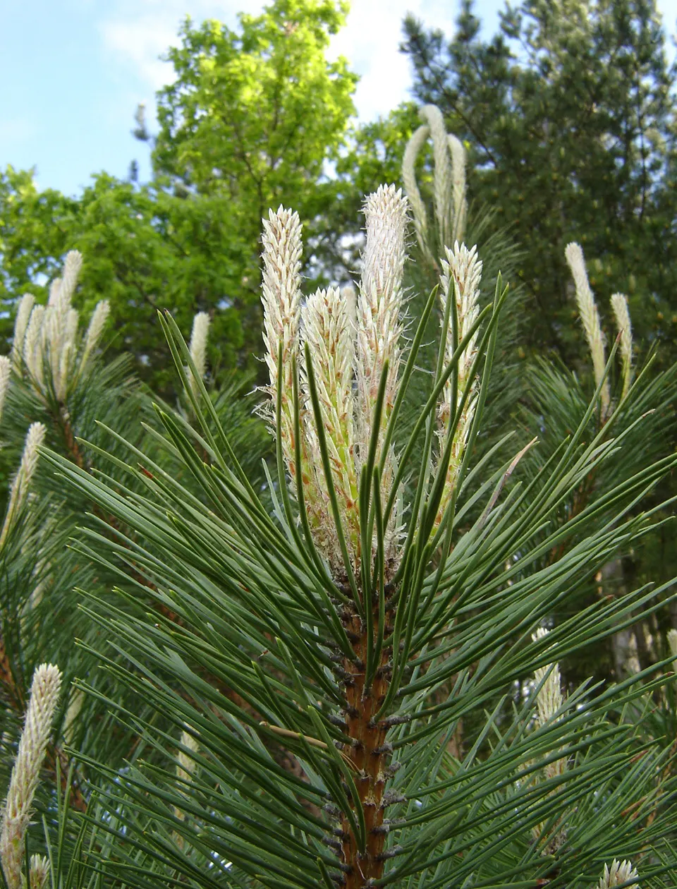 Austrian Pine (Pinus nigra) — conifer / tree for full; in addition to its aesthetic appeal