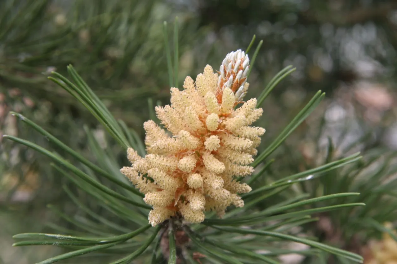Austrian Pine (Pinus nigra) — making it an excellent choice for cityscapes and roadside plantings