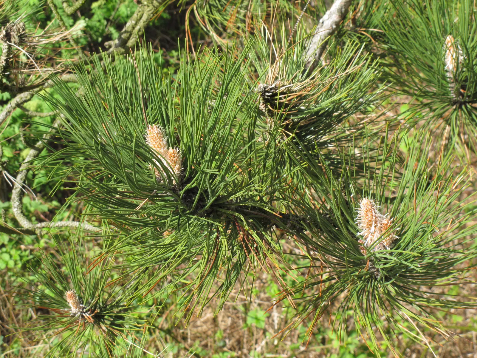 Austrian Pine (Pinus nigra) — it provides valuable windbreaks and screens; tolerant of urban conditions, it serves as an excellent windbreak or privacy screen