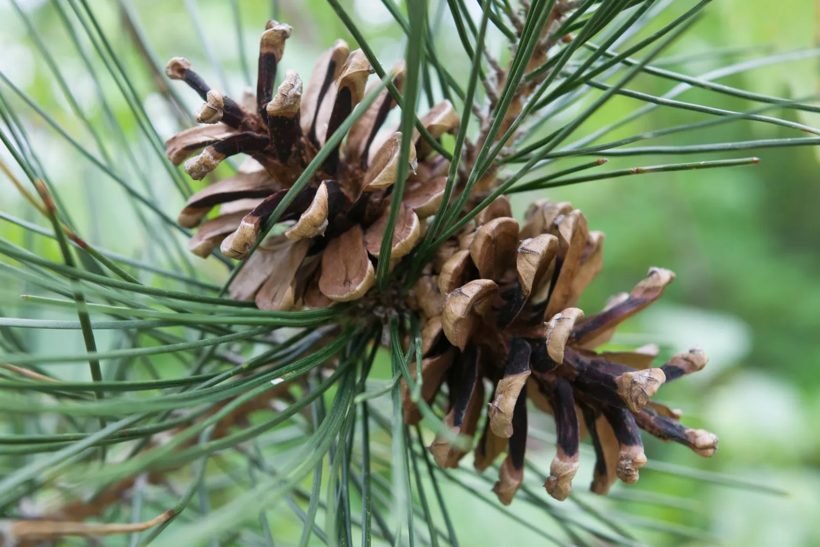 Austrian Pine (Pinus nigra) — is an evergreen conifer that boasts a robust and hearty disposition; with a spread ranging from 20 to 40 feet