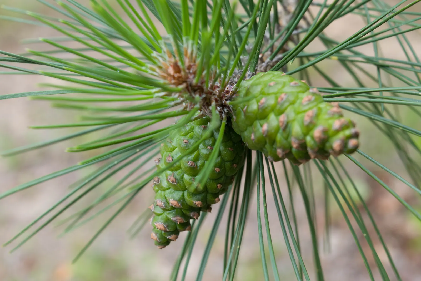 Austrian Pine (Pinus nigra) — making it a versatile addition to any landscape design; in addition to its aesthetic appeal