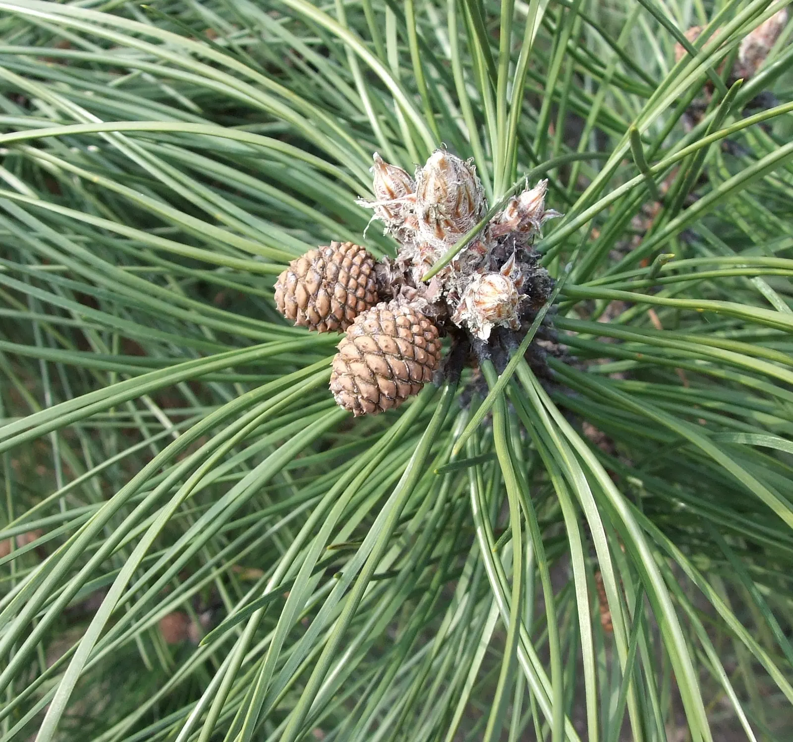 Austrian Pine (Pinus nigra) — maturing to a height of 50-60 feet with a spread of 20-40 feet; in addition to its aesthetic appeal