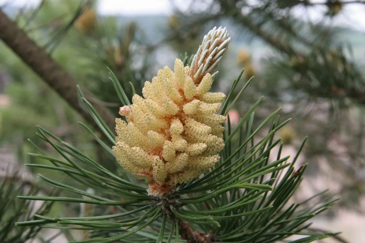 Austrian Pine (Pinus nigra) — In addition to its aesthetic appeal