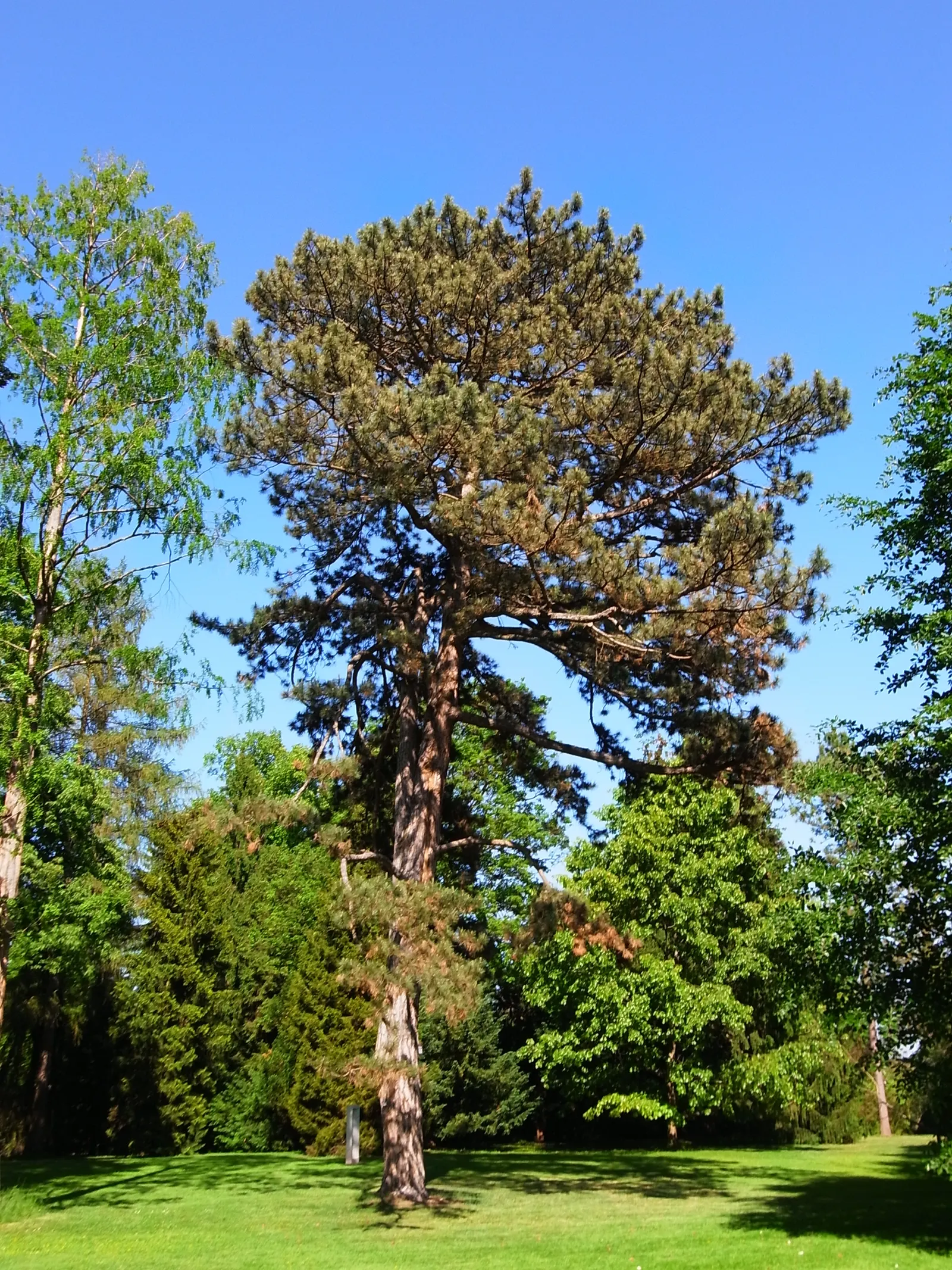 Austrian Pine (Pinus nigra) — making it an outstanding choice for a diverse range of landscape designs; in addition to its aesthetic appeal