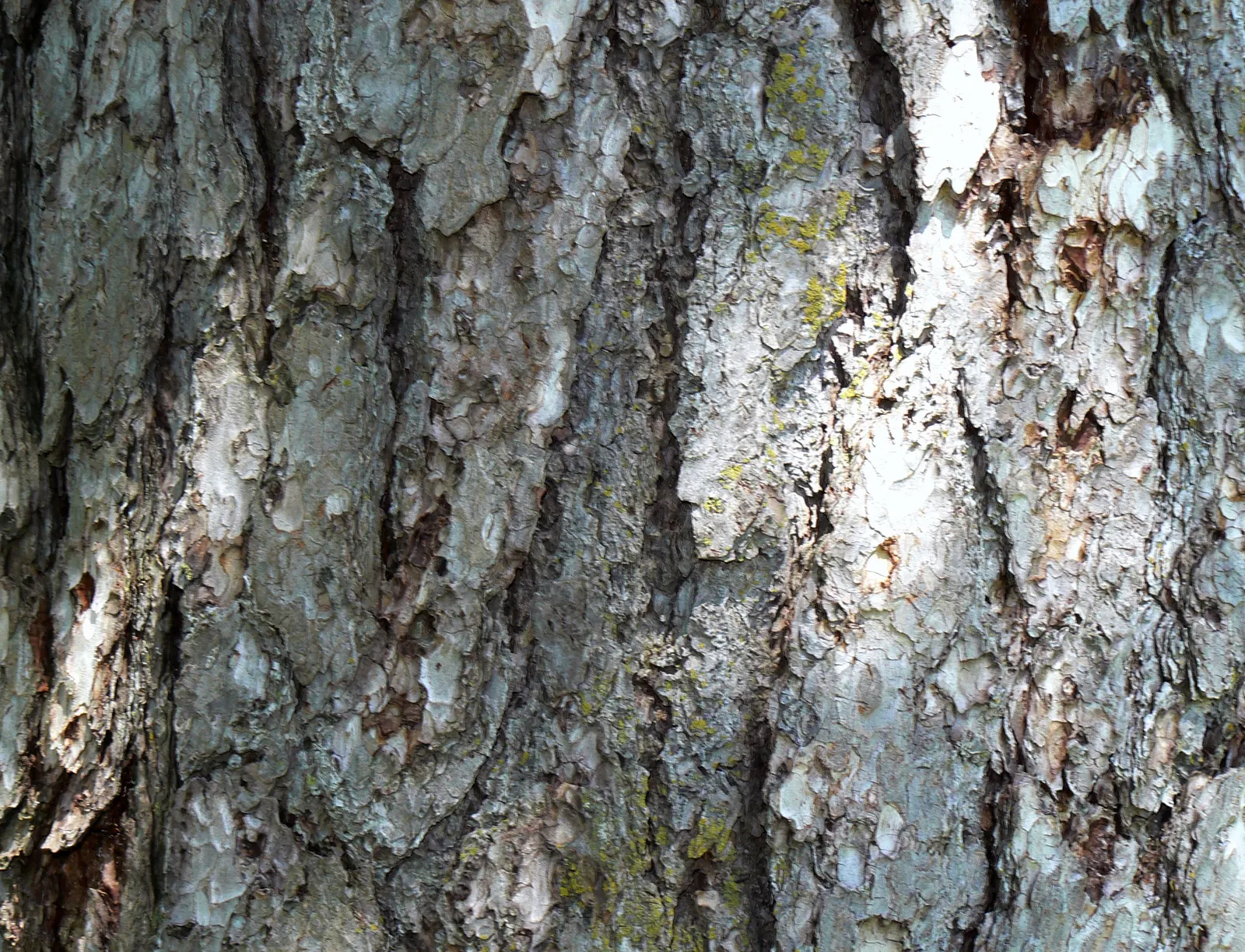 Austrian Pine (Pinus nigra) — which in maturity can transition to a more rounded or flat-topped structure; tolerant of urban conditions, it serves as an