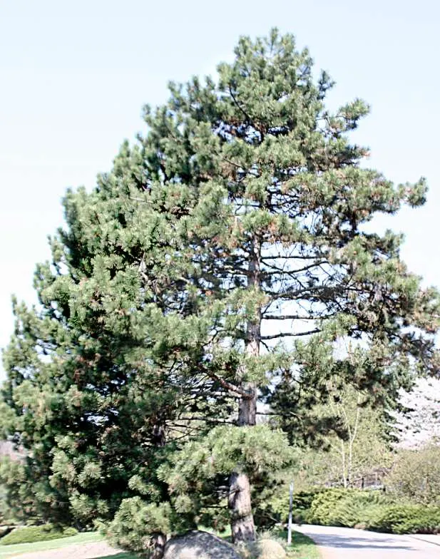 Austrian Pine (Pinus nigra) — with a spread ranging from 20 to 40 feet, image 32