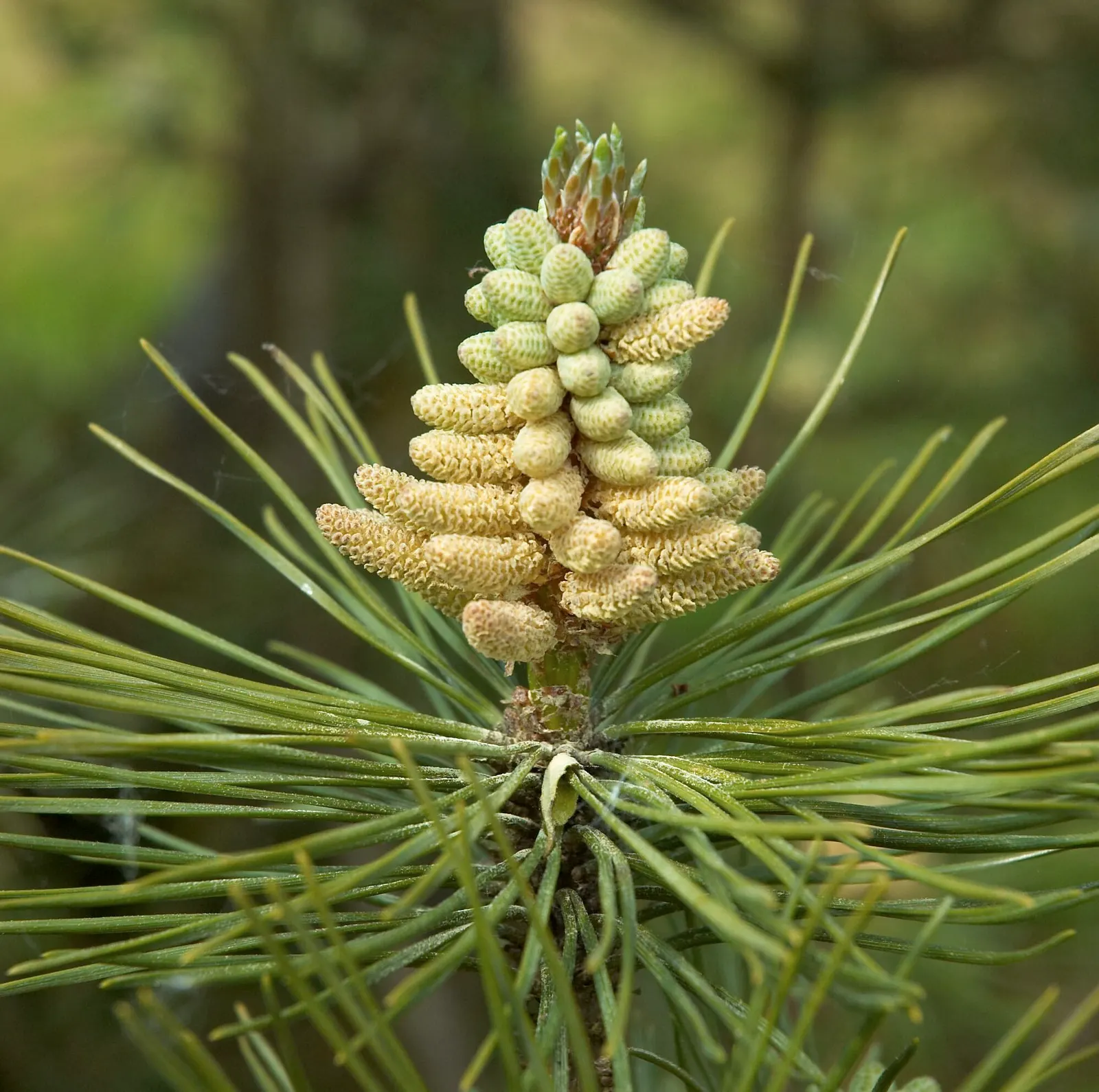 Austrian Pine (Pinus nigra) — This pine variety typically matures to a commanding height of 50 to 60 feet; tolerant of urban conditions, it serves as an