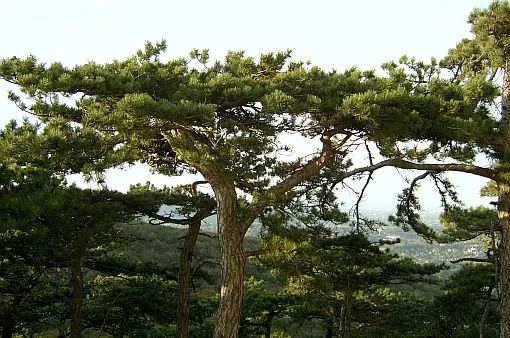 Austrian Pine (Pinus nigra) — This species is highly adaptable to a variety of soil types; tolerant of urban conditions, it serves as an excellent windbreak or