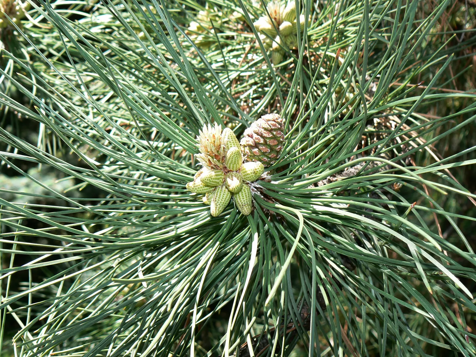 Austrian Pine (Pinus nigra) — It demonstrates a moderate growth rate, generally seen as an increase of roughly 13 to 24 inches per year; in addition to its