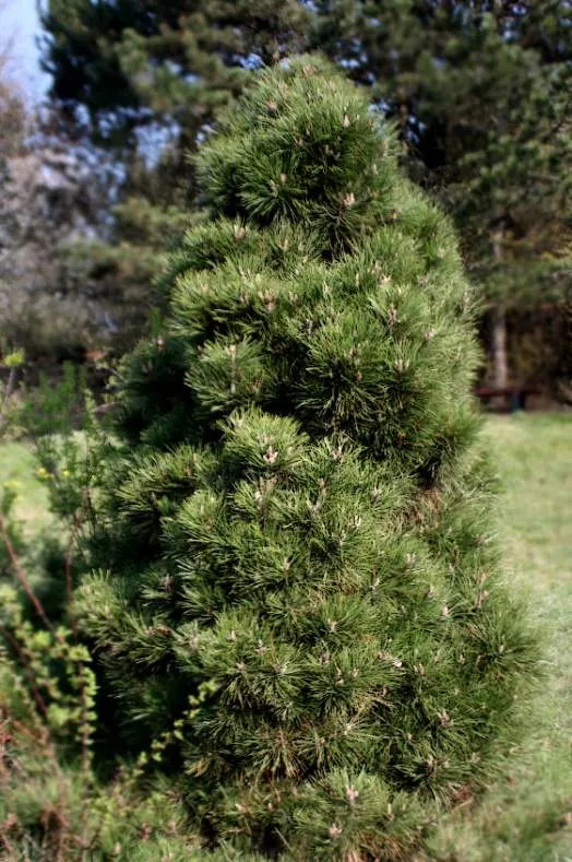 Austrian Pine (Pinus nigra) — offering a stately presence; with a spread ranging from 20 to 40 feet
