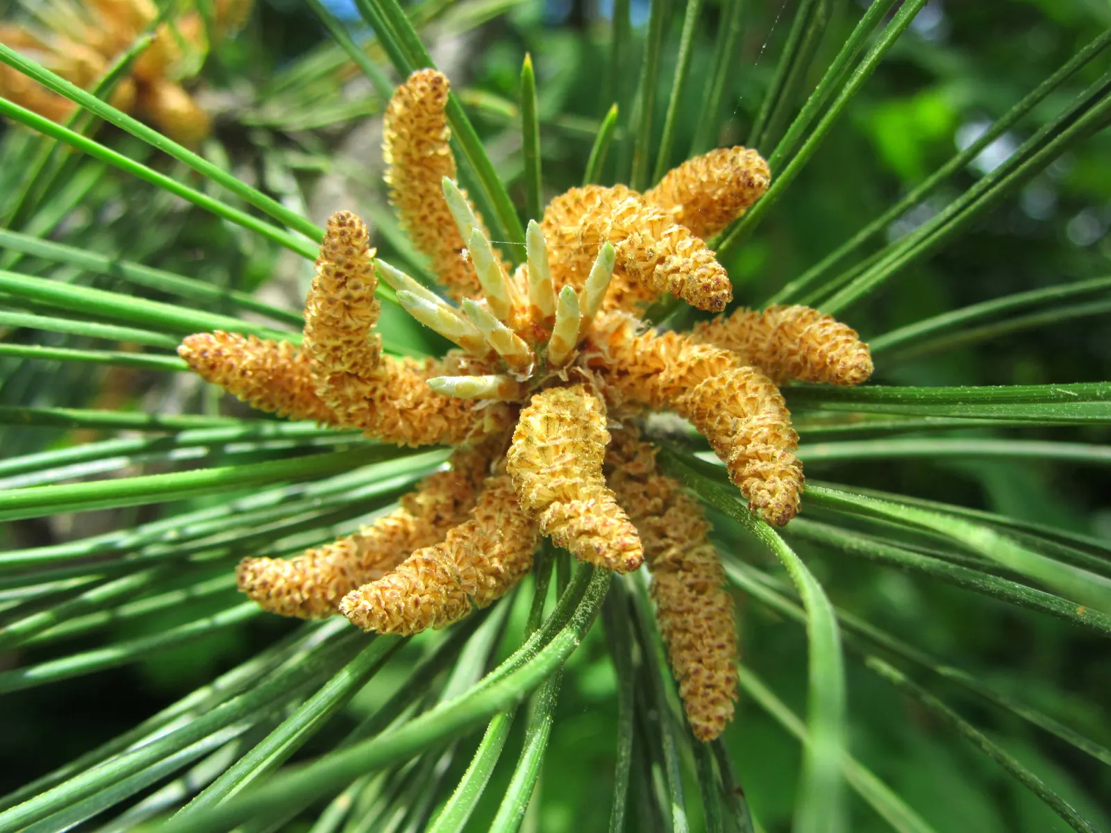 Austrian Pine (Pinus nigra) — In addition to its aesthetic appeal, image 60