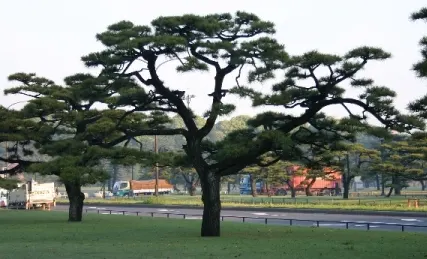 Austrian Pine (Pinus nigra) — making it an excellent choice for cityscapes and roadside plantings; with a spread ranging from 20 to 40 feet