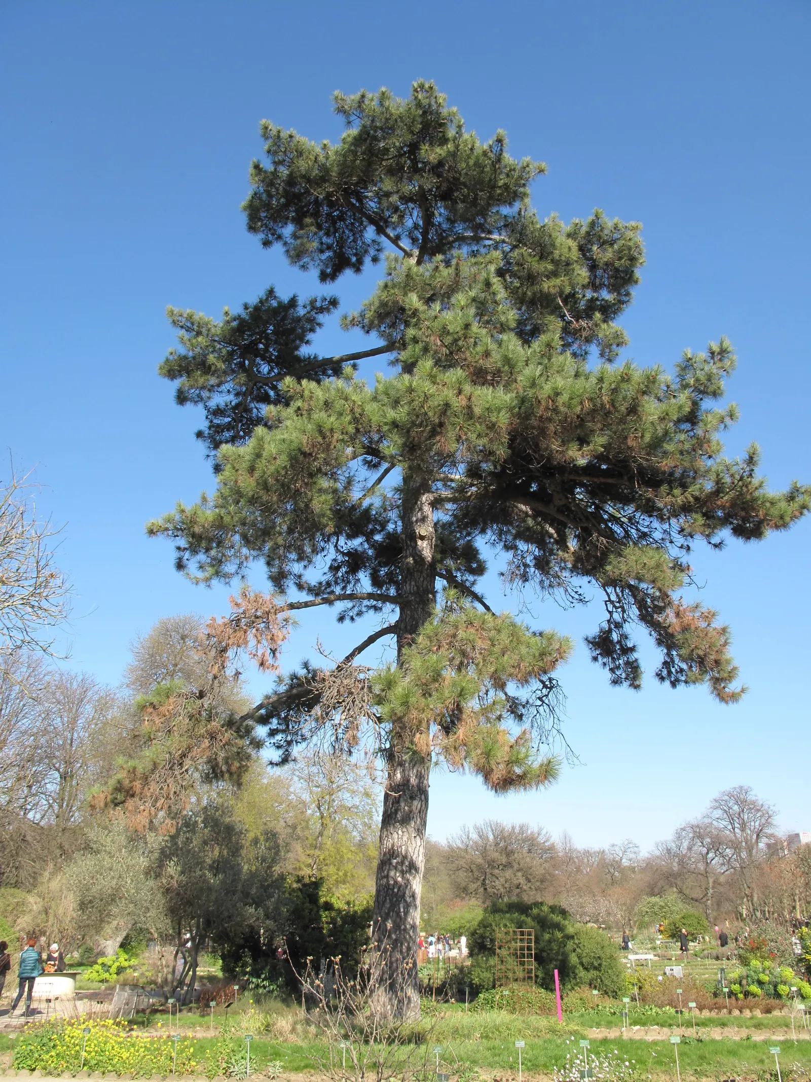 Austrian Pine (Pinus nigra) — dark green needles grow in pairs and are notably stiff and sharp; in addition to its aesthetic appeal