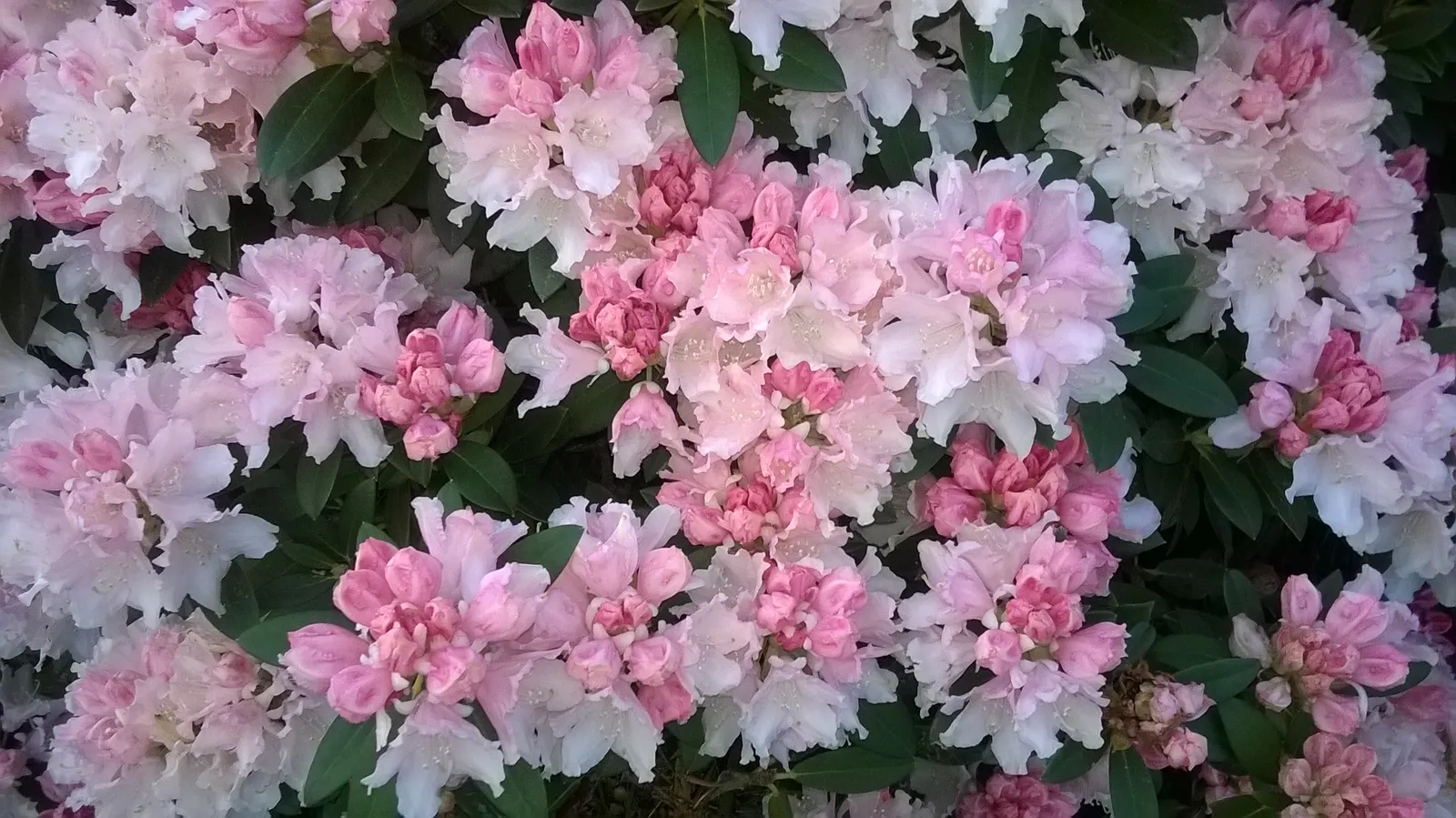 Percy Wiseman Rhododendron (Rhododendron Yak. 'Percy Wiseman') — broadleaf evergreen / shrub for full or half or shade