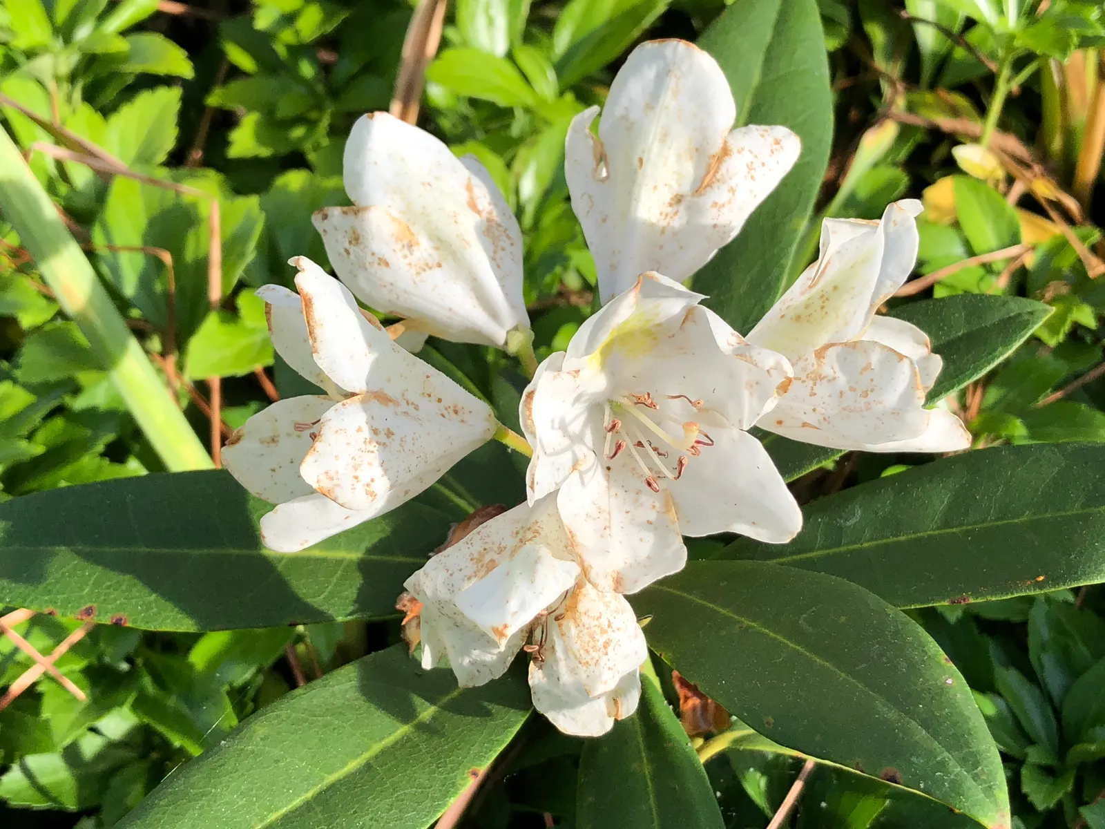 Percy Wiseman Rhododendron (Rhododendron Yak. 'Percy Wiseman') — 'Percy Wiseman' is a compact evergreen shrub reaching 3-4 feet in height and spread; ideal for