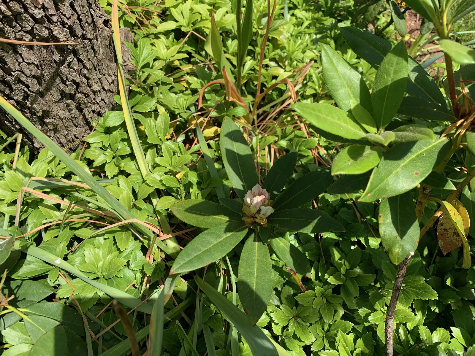 Percy Wiseman Rhododendron (Rhododendron Yak. 'Percy Wiseman') — 'Percy Wiseman' only requires minimal pruning to remove deadwood and maintain its neat