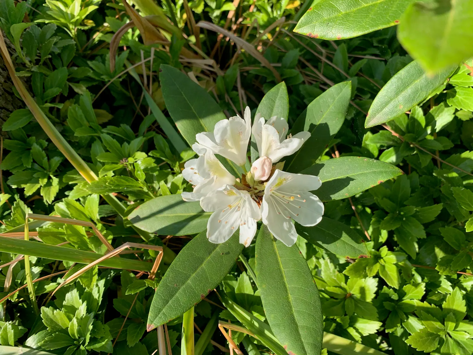 Percy Wiseman Rhododendron (Rhododendron Yak. 'Percy Wiseman') — 'Percy Wiseman' is a compact evergreen shrub reaching 3-4 feet in height and spread