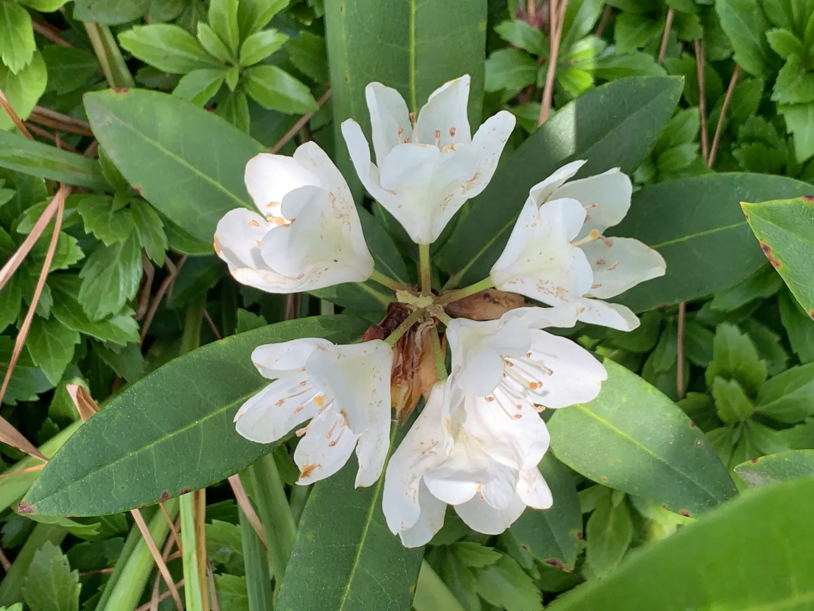 Percy Wiseman Rhododendron (Rhododendron Yak. 'Percy Wiseman') — Adds year-round interest with lush foliage