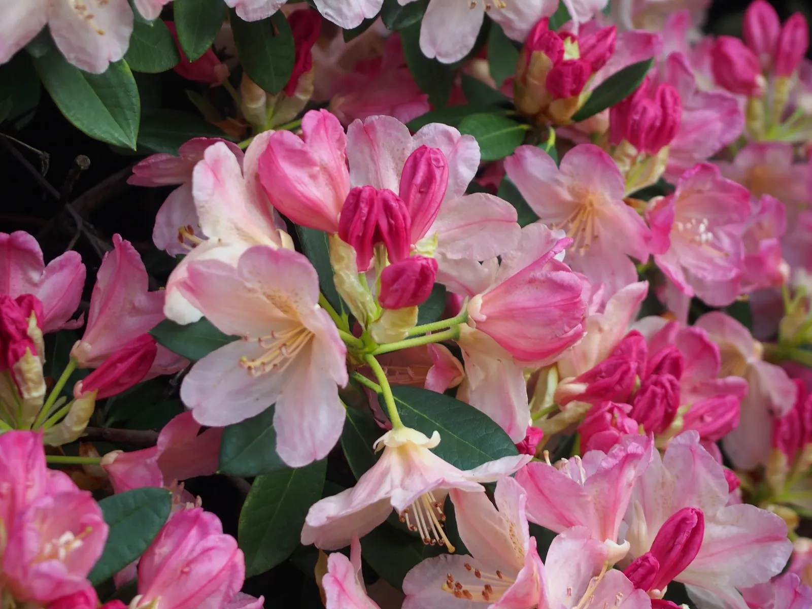 Percy Wiseman Rhododendron (Rhododendron Yak. 'Percy Wiseman') — mound-like shape.<br><br>For the client