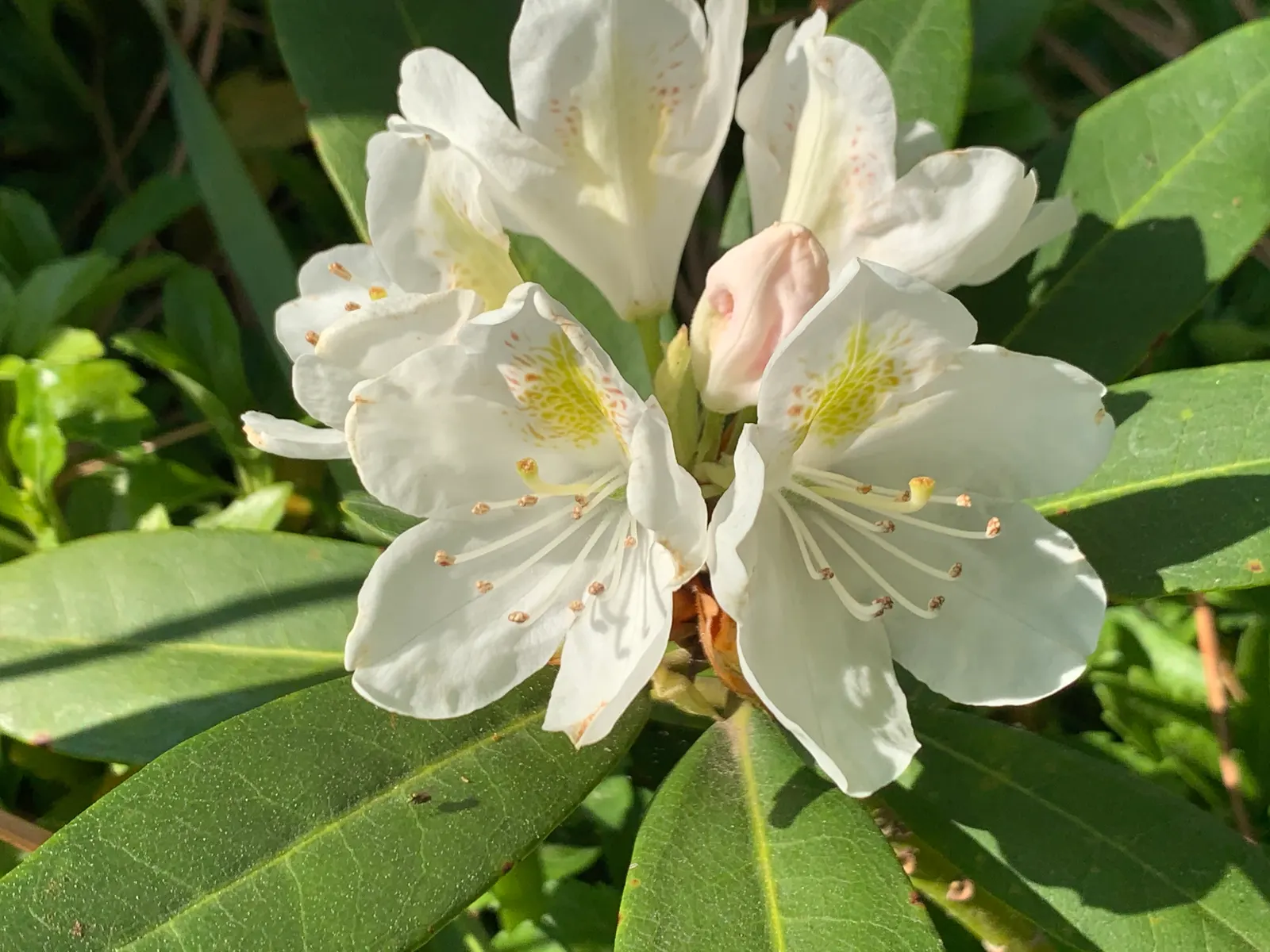 Percy Wiseman Rhododendron (Rhododendron Yak. 'Percy Wiseman') — offering a dazzling display of color and lush foliage