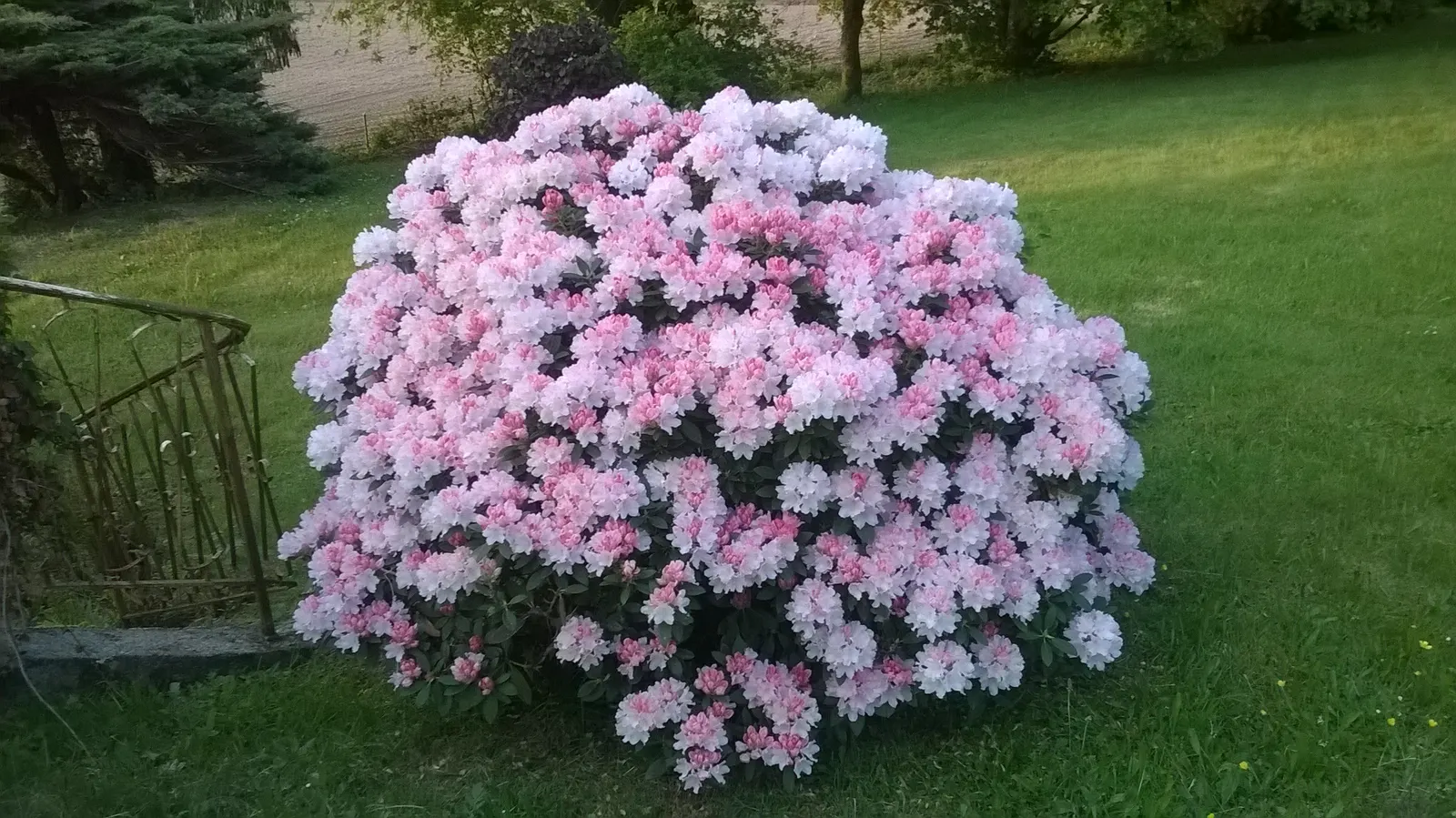 Percy Wiseman Rhododendron (Rhododendron Yak. 'Percy Wiseman') — Admired for its stunning pastel blooms that evolve from peach to pink to creamy, image 25
