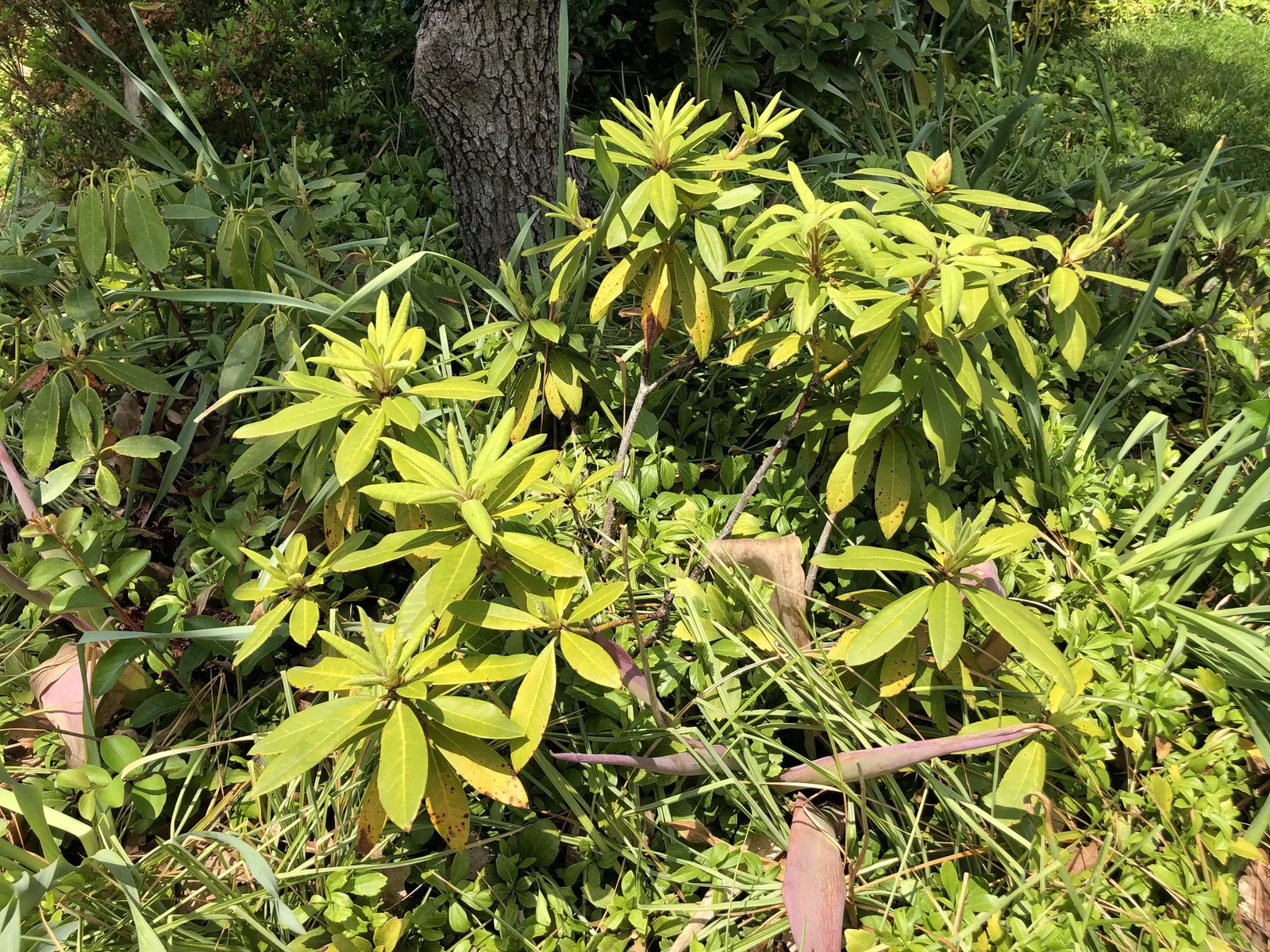 Percy Wiseman Rhododendron (Rhododendron Yak. 'Percy Wiseman') — Hardy to about 5&deg;F, require protection from winter winds