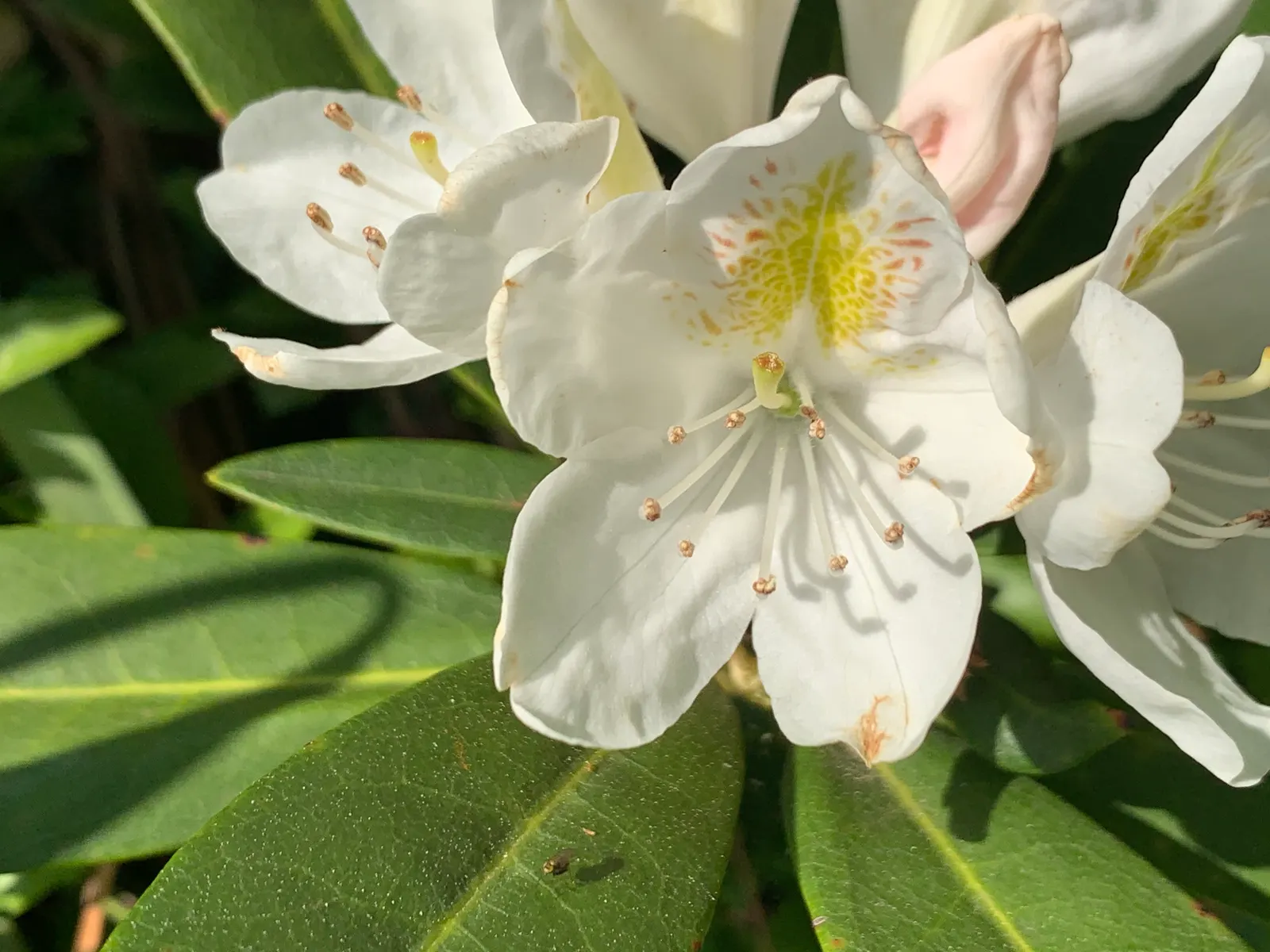 Percy Wiseman Rhododendron (Rhododendron Yak. 'Percy Wiseman') — typically starting with a peachy-pink hue that softens to a creamy pink and then to a near
