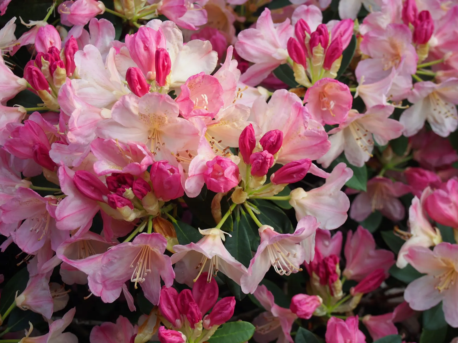 Percy Wiseman Rhododendron (Rhododendron Yak. 'Percy Wiseman') — broadleaf evergreen / shrub with purple blooms