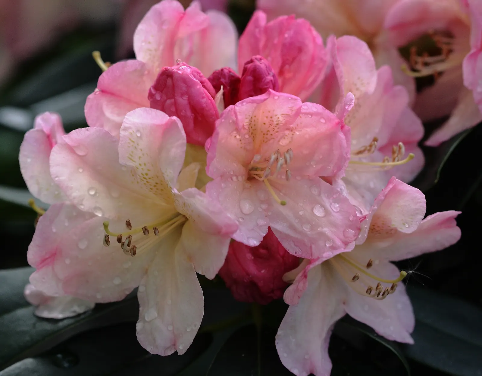 Percy Wiseman Rhododendron (Rhododendron Yak. 'Percy Wiseman') — Cold-hardy and relatively low maintenance