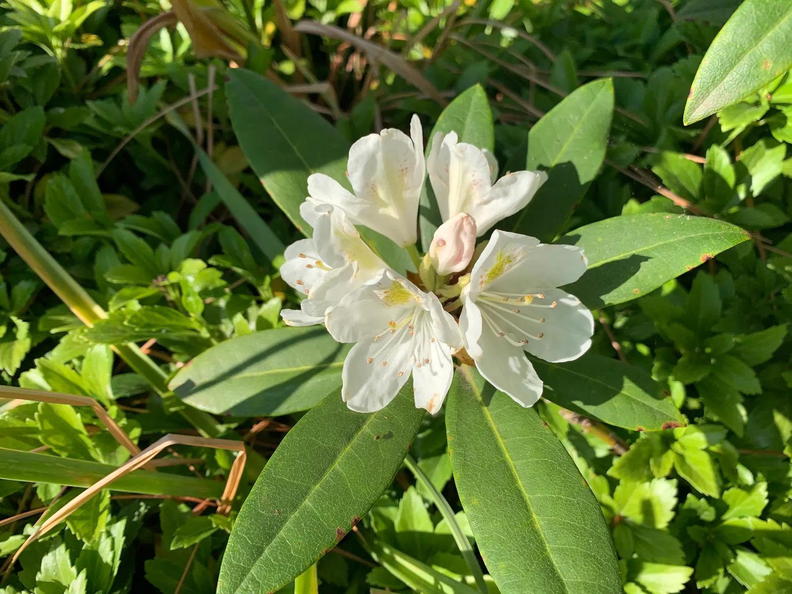 Percy Wiseman Rhododendron (Rhododendron Yak. 'Percy Wiseman') — making it a suitable option for small garden spaces or as part of a mixed border