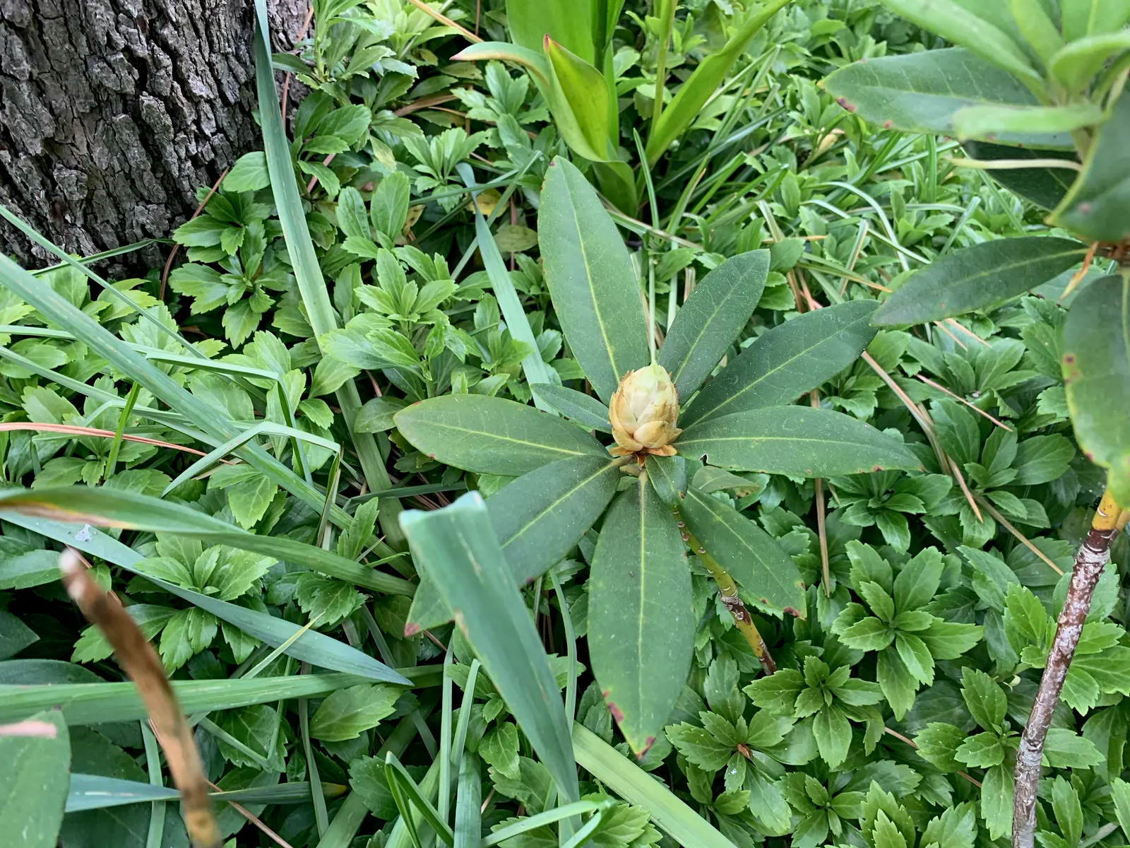 Percy Wiseman Rhododendron (Rhododendron Yak. 'Percy Wiseman') — This variety thrives best in USDA Hardiness Zones 5 to 8 and prefers partial shade