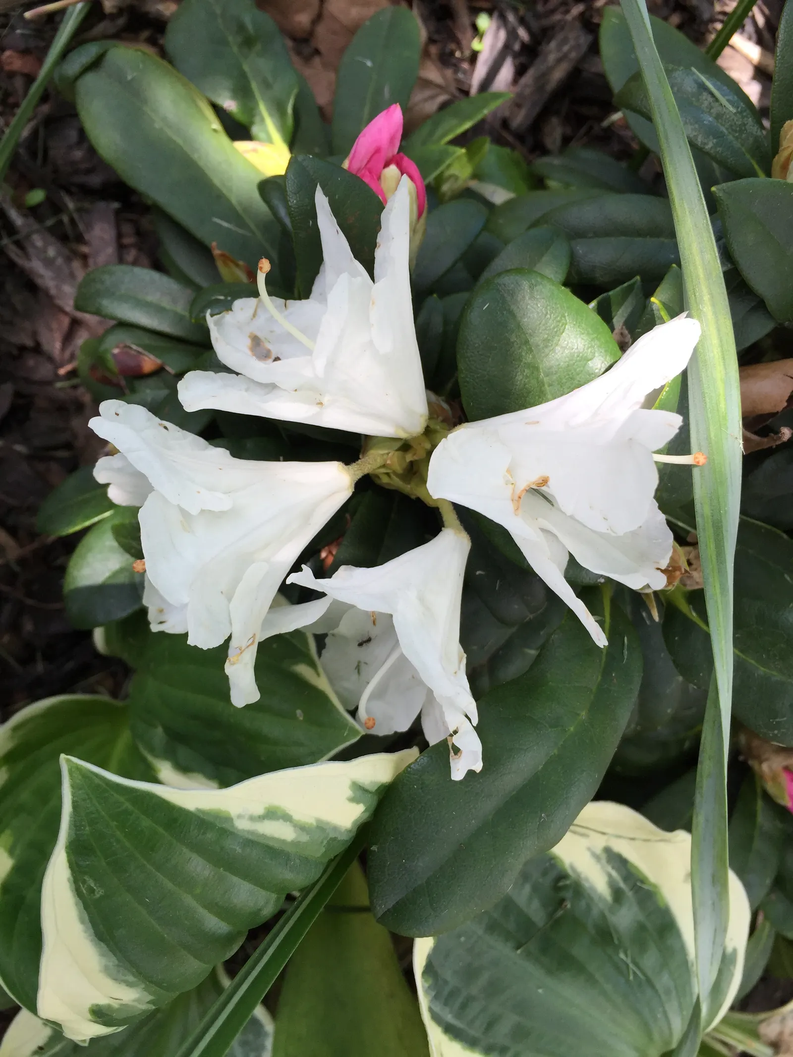 Percy Wiseman Rhododendron (Rhododendron Yak. 'Percy Wiseman') — Blooms mid to late spring; thrives in acidic, well-drained soil; part shade preferred; 'Percy