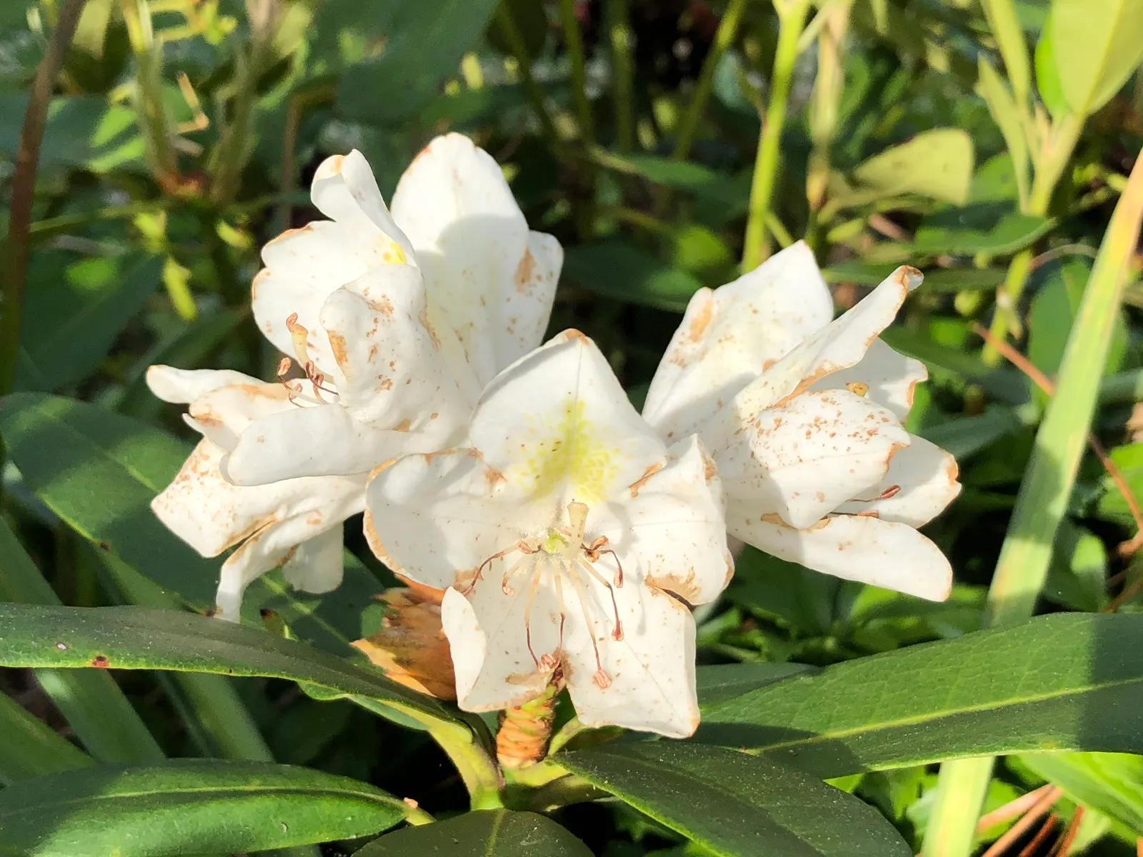 Percy Wiseman Rhododendron (Rhododendron Yak. 'Percy Wiseman') — Ideal for small gardens and mixed borders
