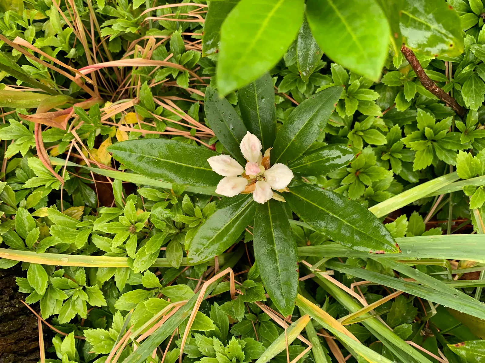 Percy Wiseman Rhododendron (Rhododendron Yak. 'Percy Wiseman') — although it can tolerate filtered light conditions.<br><br>Key to its success is well-drained