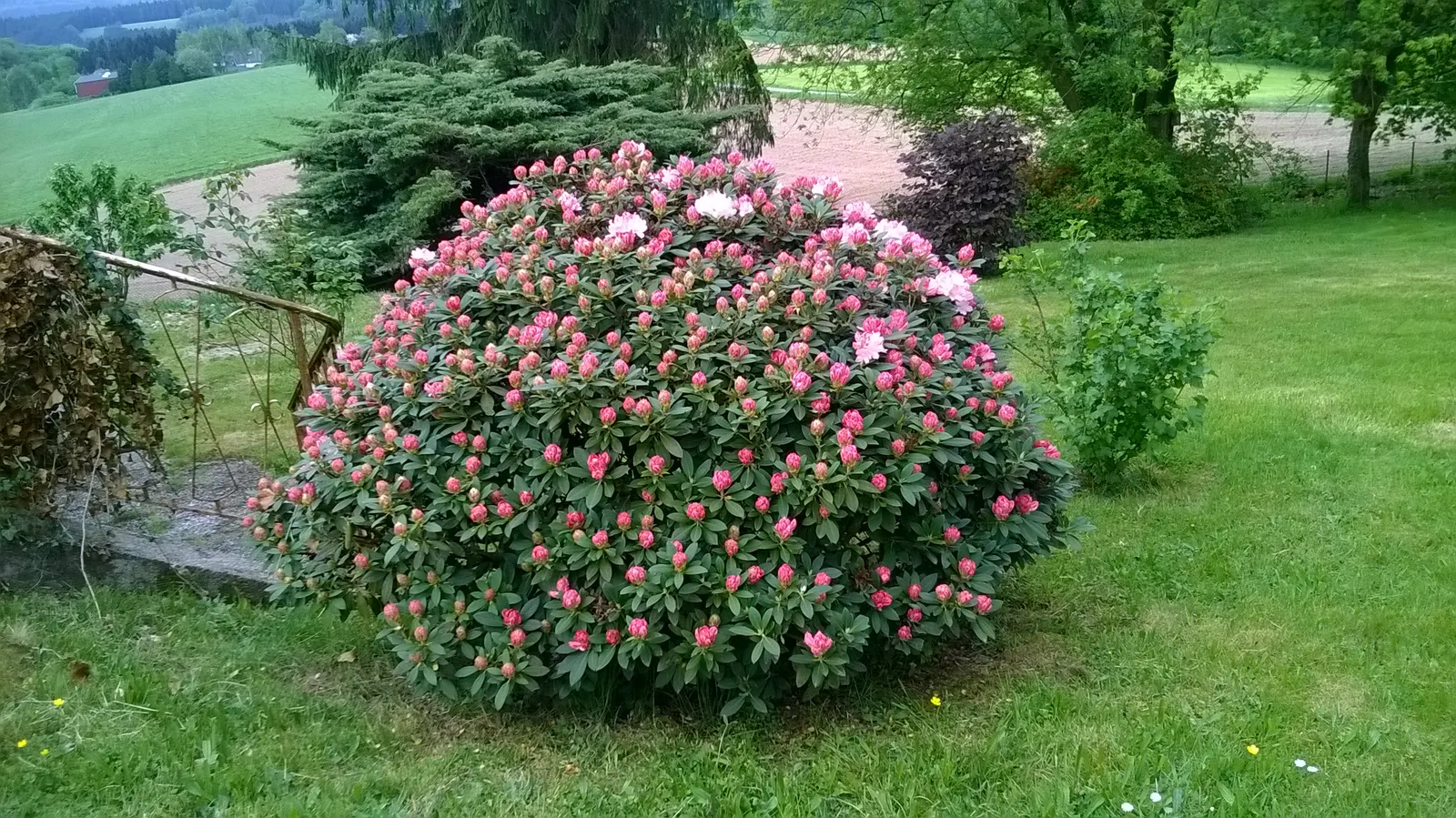 Percy Wiseman Rhododendron (Rhododendron Yak. 'Percy Wiseman') — Admired for its stunning pastel blooms that evolve from peach to pink to creamy white