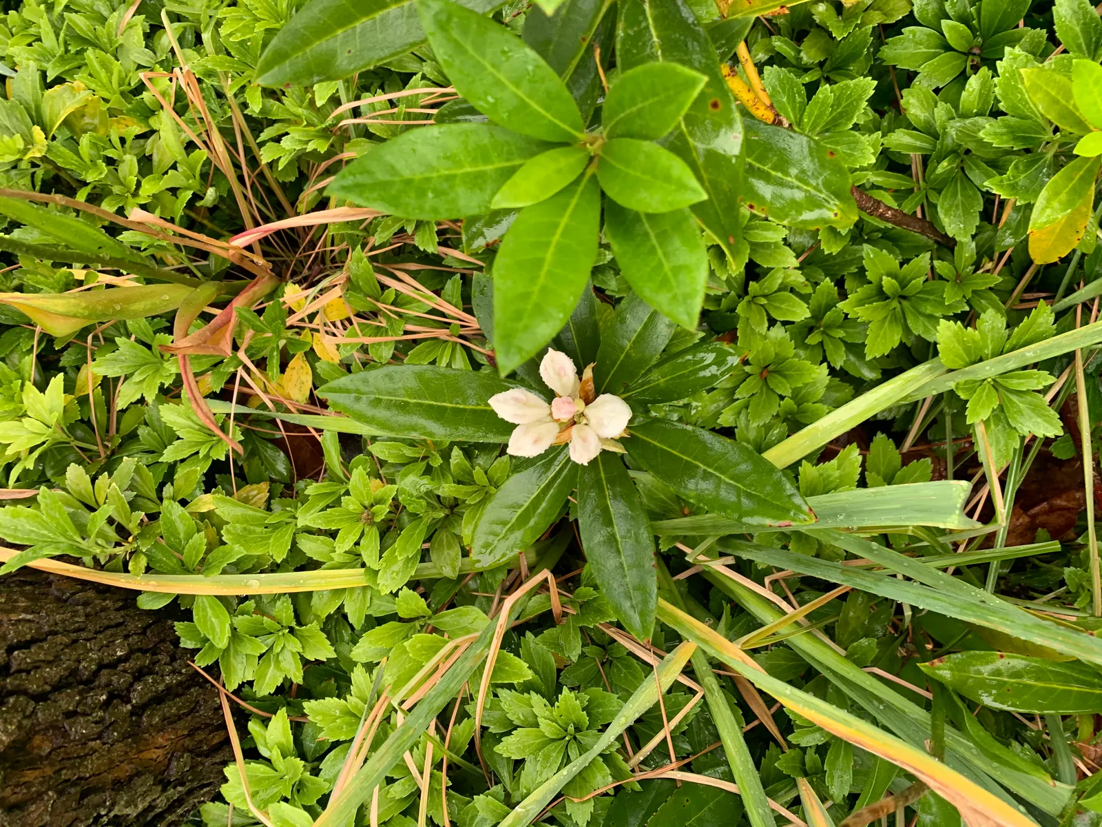Percy Wiseman Rhododendron (Rhododendron Yak. 'Percy Wiseman') — which should be consistently moist but not waterlogged