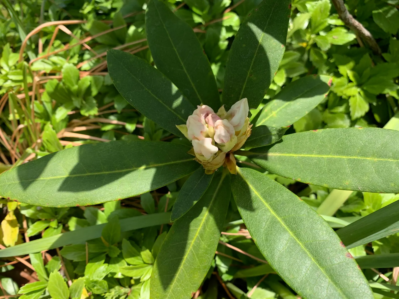 Percy Wiseman Rhododendron (Rhododendron Yak. 'Percy Wiseman') — purple flowers in the garden