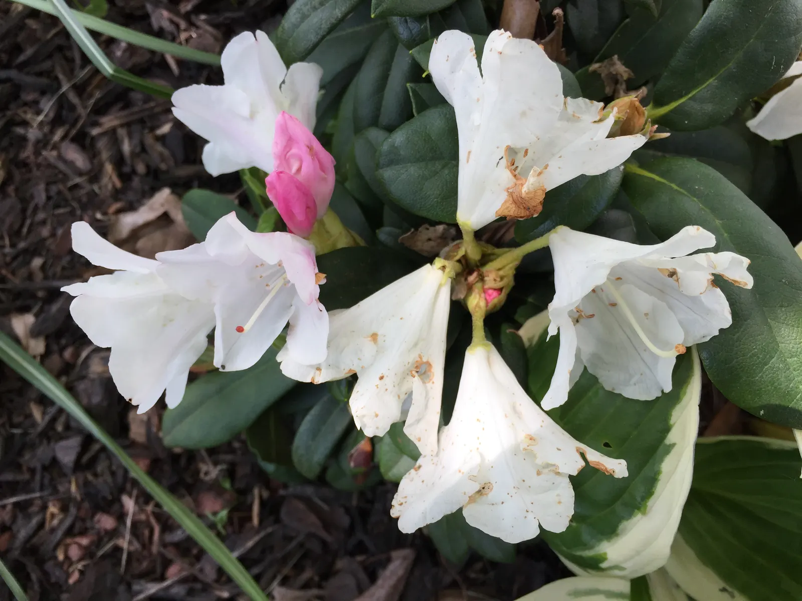 Percy Wiseman Rhododendron (Rhododendron Yak. 'Percy Wiseman') — Blooms mid to late spring; thrives in acidic, well-drained soil; part shade preferred