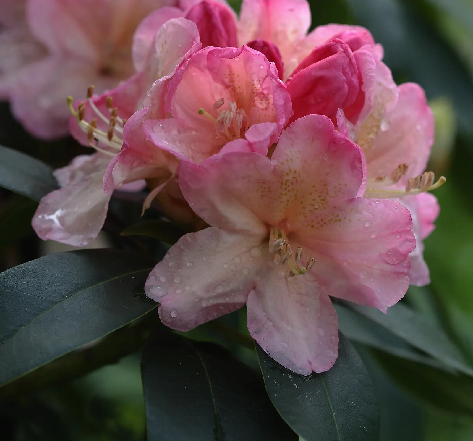 Percy Wiseman Rhododendron (Rhododendron Yak. 'Percy Wiseman') — commonly known as a Rhododendron yak 'Percy Wiseman'