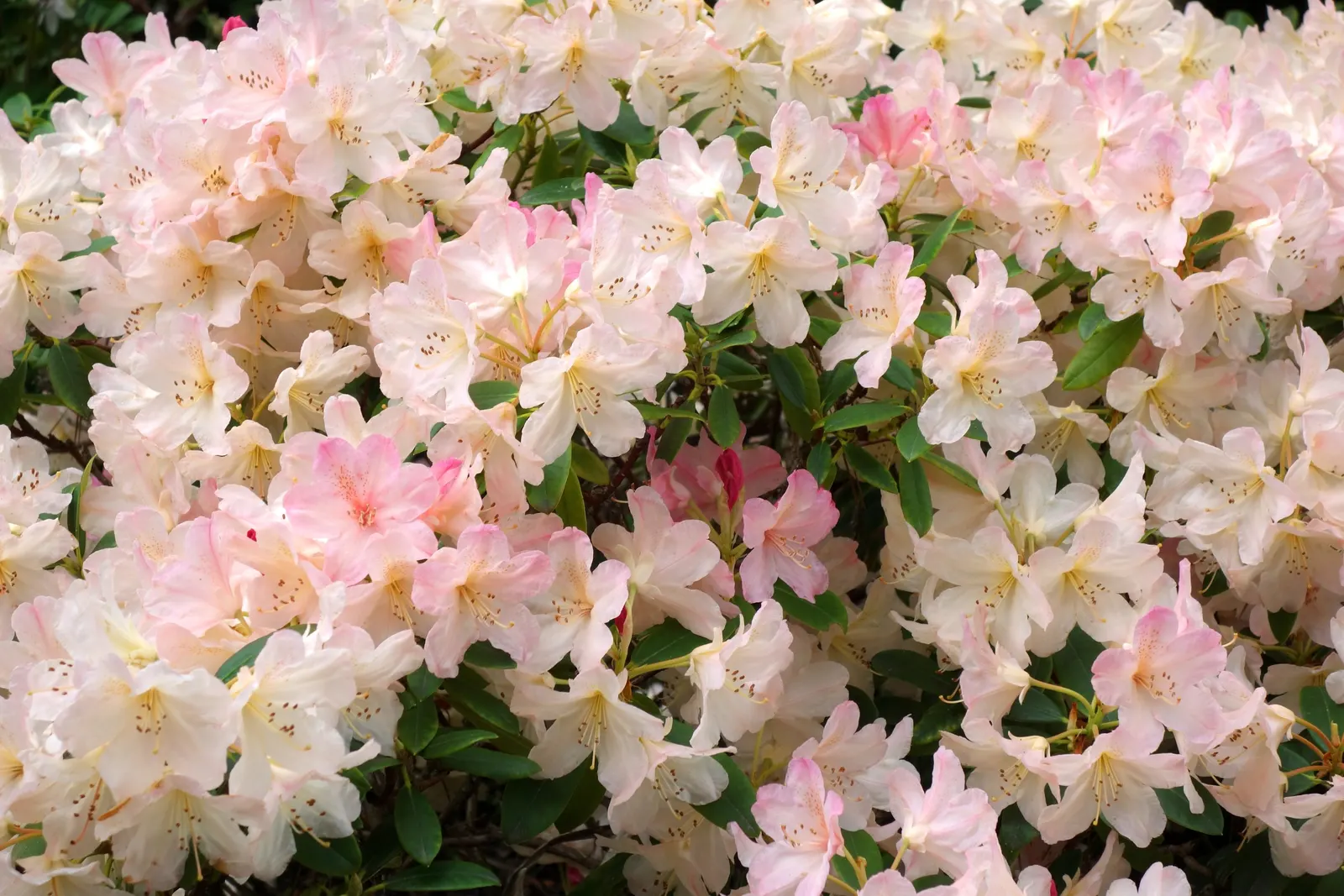 Percy Wiseman Rhododendron (Rhododendron Yak. 'Percy Wiseman') — A layer of organic mulch around its base can help retain soil moisture and protect its shallow