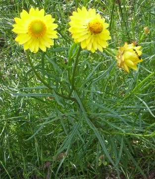 Bush Strawflower (Bracteantha Bracteata) — Bush Strawflower (Bracteantha bracteata)