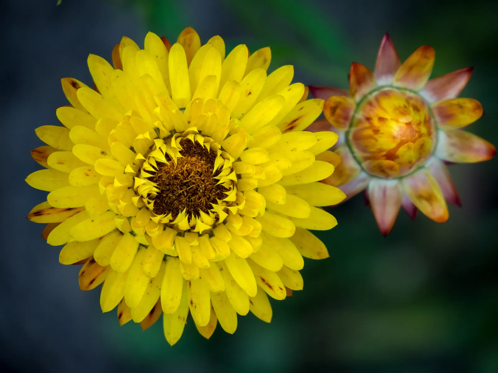 Bush Strawflower (Bracteantha Bracteata) — scientifically known as Bracteantha bracteata