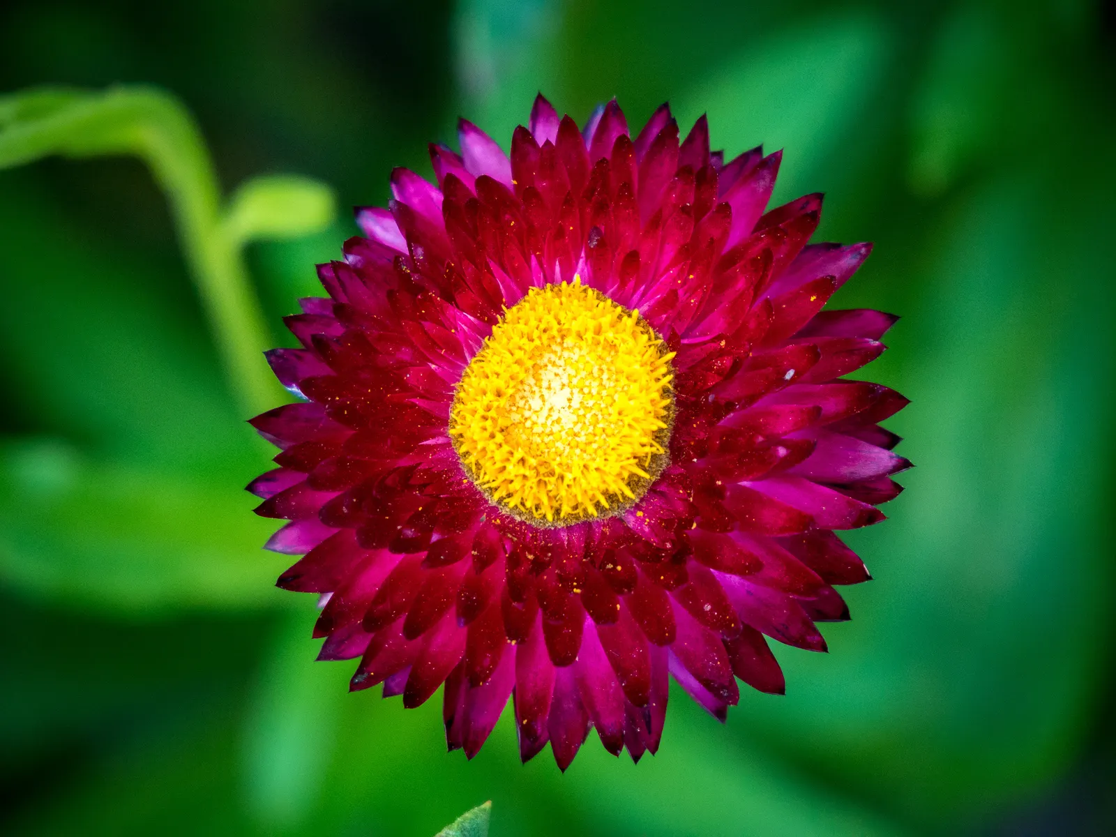 Bush Strawflower (Bracteantha Bracteata) — offering long-lasting color and texture