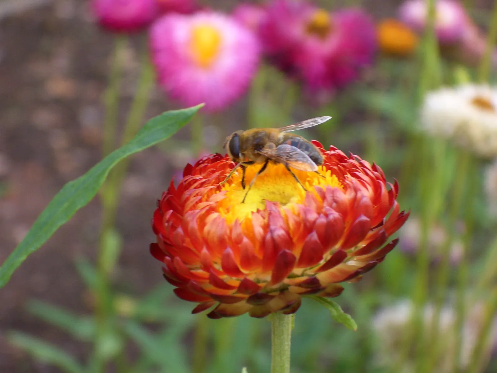 Bush Strawflower (Bracteantha Bracteata) — It grows to an optimal height of 1-3 feet and can spread equally as wide