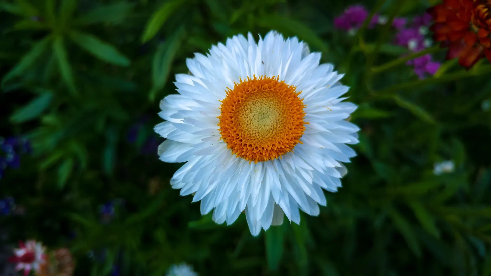 Bush Strawflower (Bracteantha Bracteata) — its flowers are excellent for fresh bouquets or dried arrangements